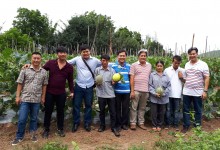 Tham quan và học hỏi kỹ thuật trồng dưa lê, dưa lưới ở Thai Lan